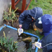 Looking for newts!