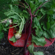 Growing our own produce